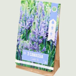 Bloembollen Camassia < Action New