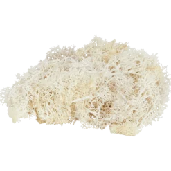 Home Accents decoratief mos < Action Discount