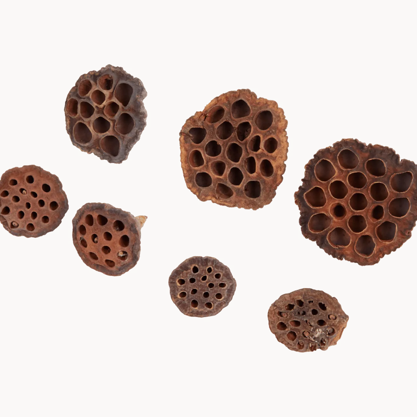 Home Accents natural droogmix < Action Clearance