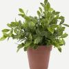 Kruidenplant in pot < Action Online