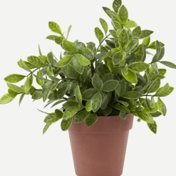 Kruidenplant in pot < Action Online