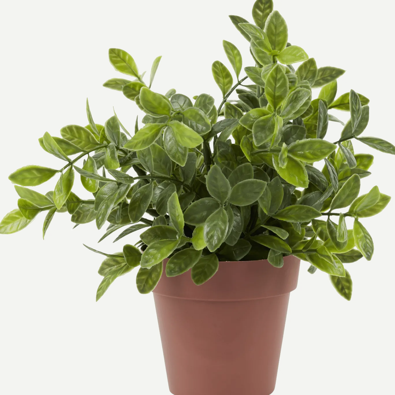 Kruidenplant in pot < Action Online