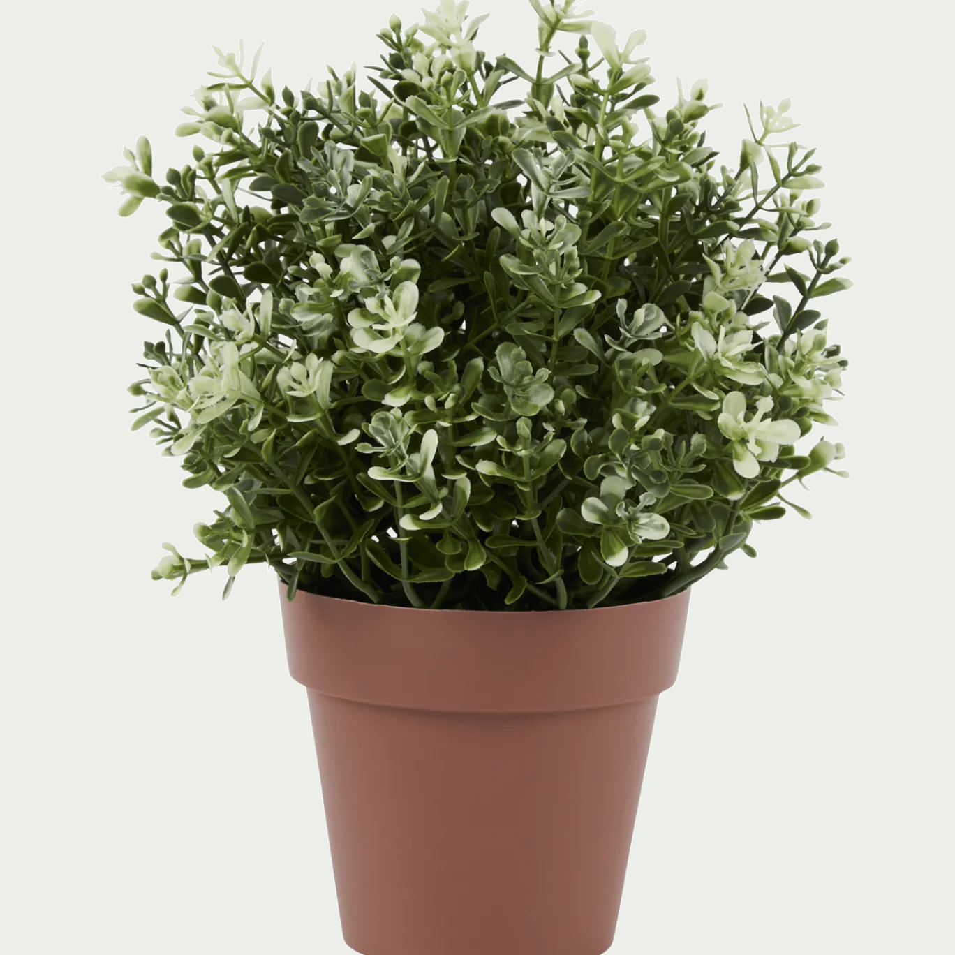 Kruidenplant in pot < Action Online