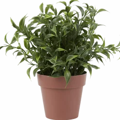 Kruidenplant in pot < Action Online