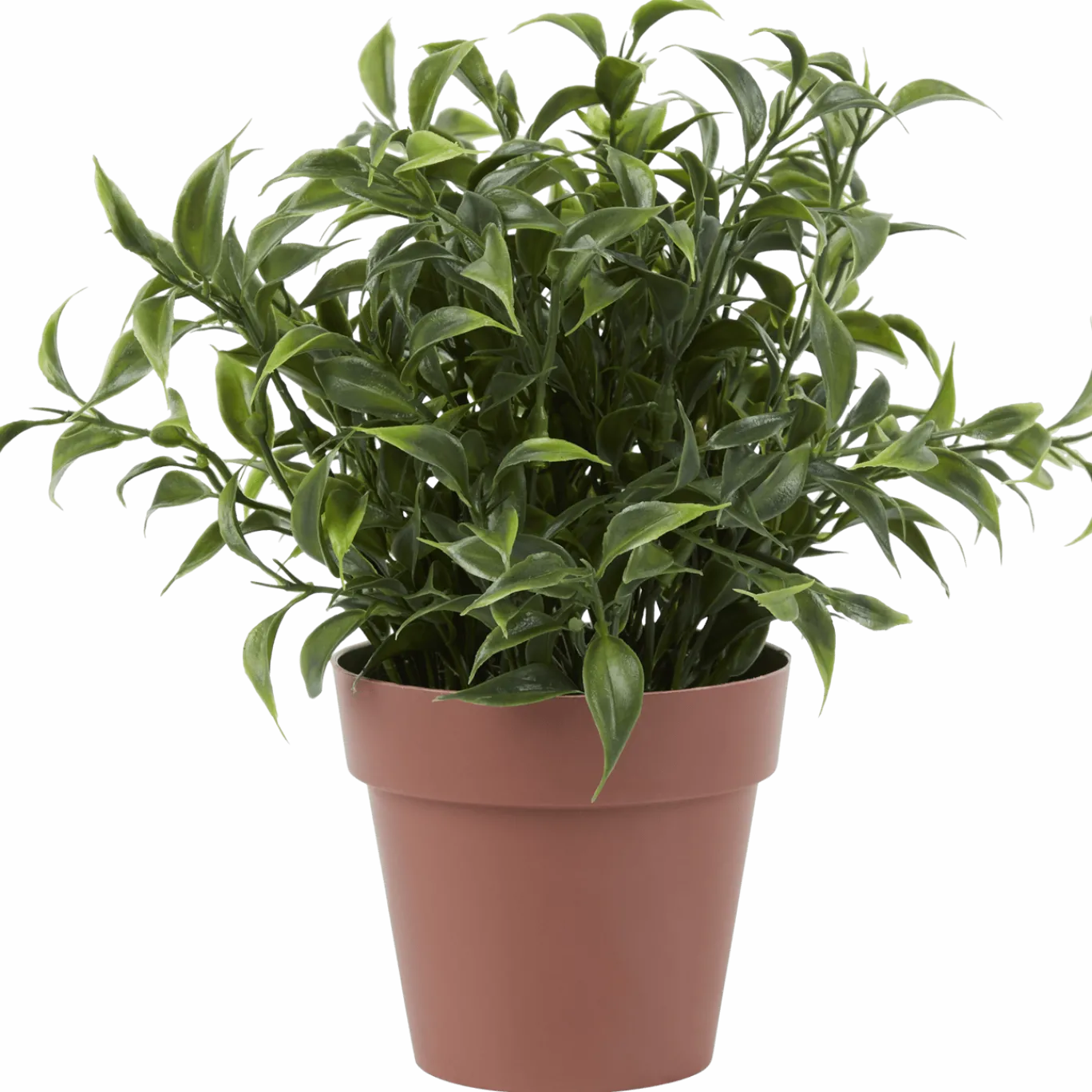 Kruidenplant in pot < Action Online