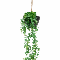 Kunsthangplant < Action Discount