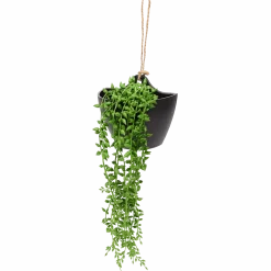 Kunsthangplant < Action Discount