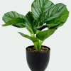 Kunstplant < Action Best